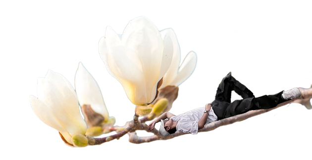 玉兰花哲