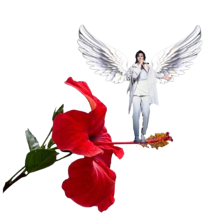 扶桑花哲